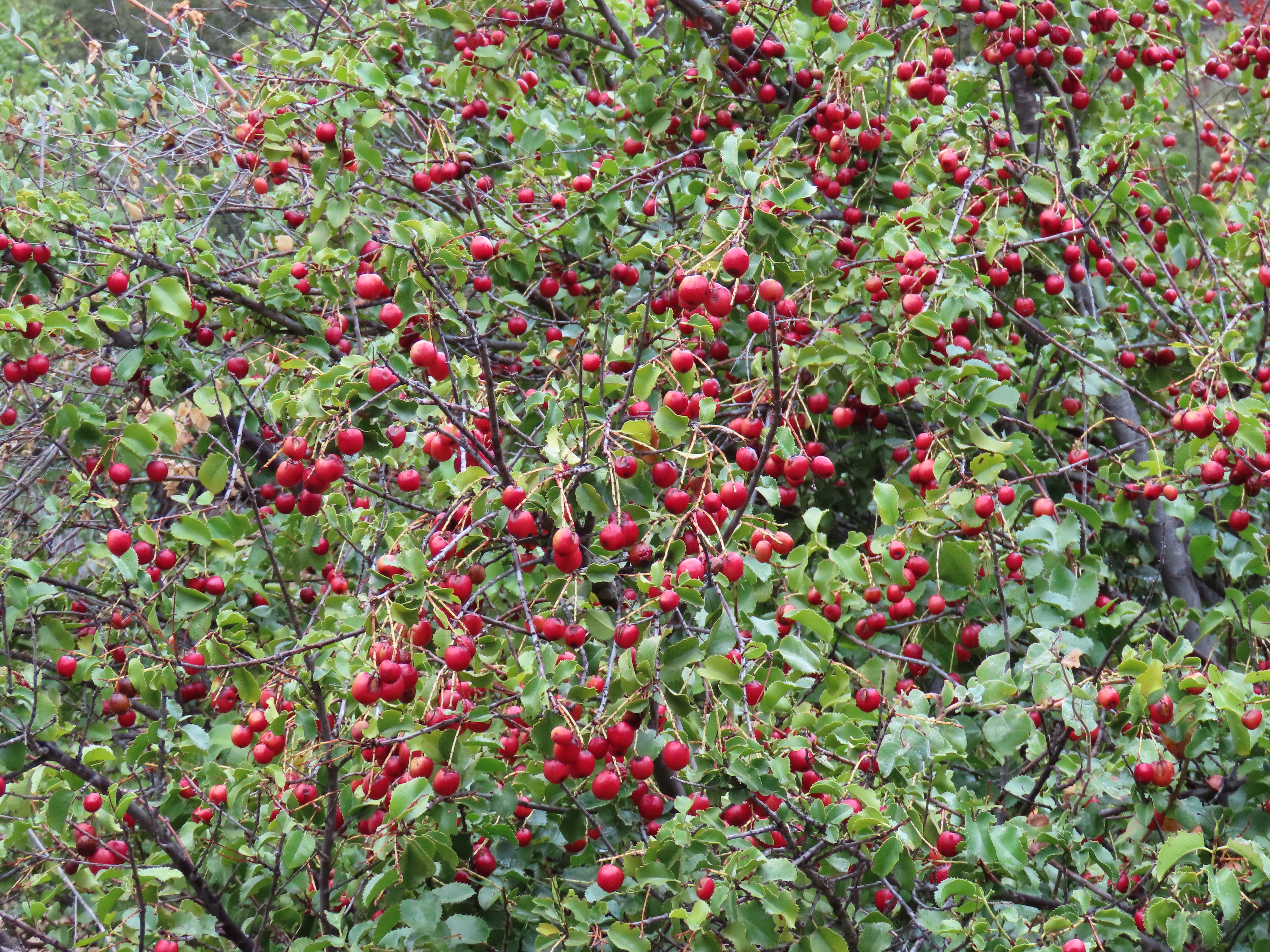 Hollyleaf Cherry Agua Blanca Creek Sespe Wilderness Los Padres National Forest