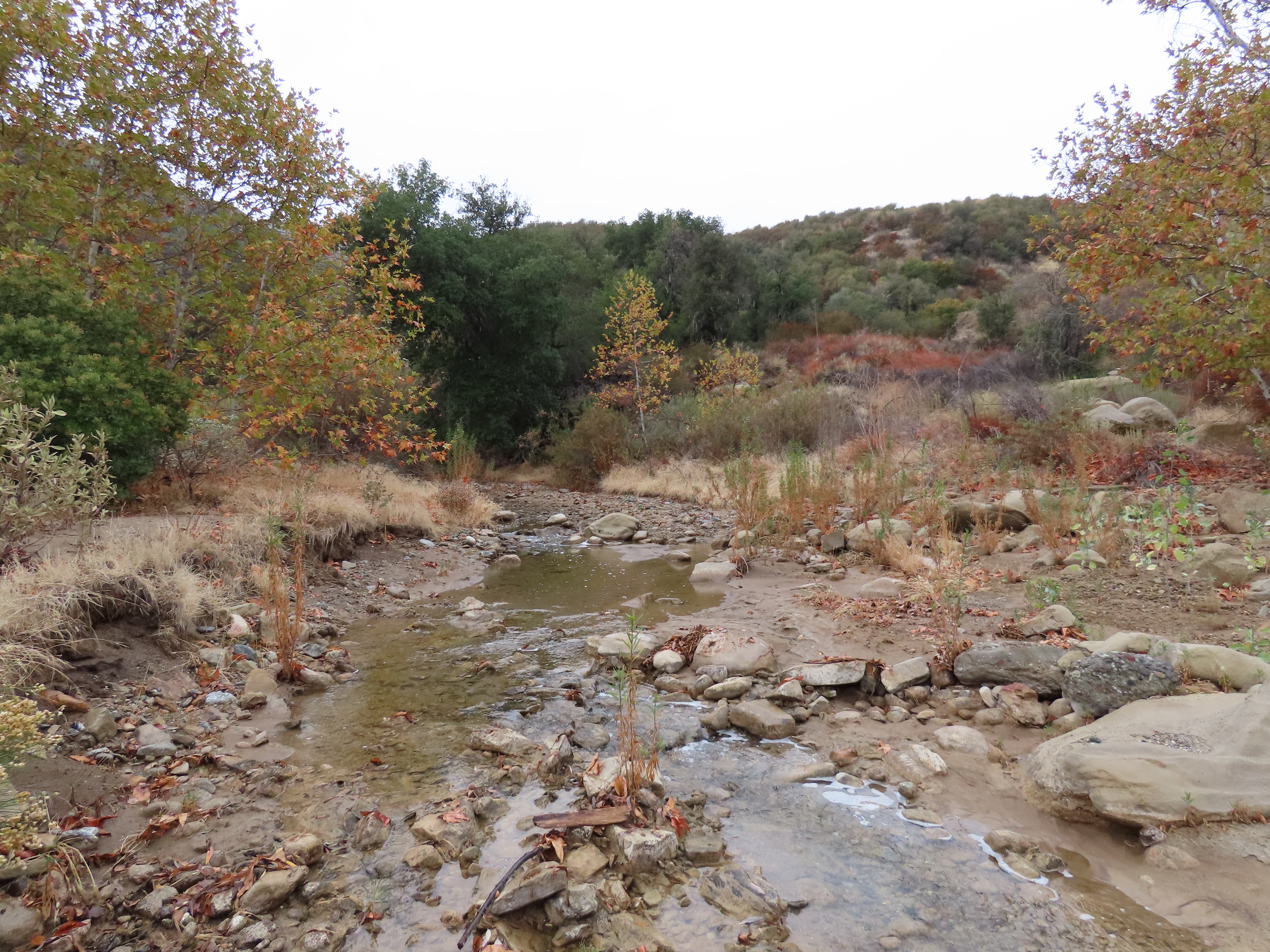 Agua Blanca Creek Trail Sespe Wilderness Los Padres National Forest