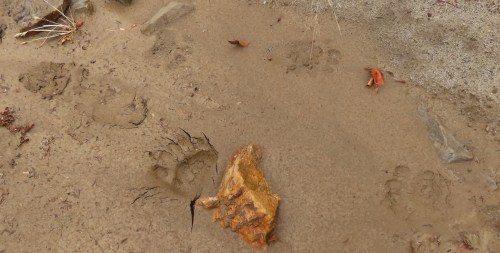 Bear tracks agua blanca creek sespe wilderness los padres national forest