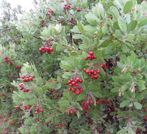 Manzanita Pothole Trail Sespe Wilderness Los Padres National Forest