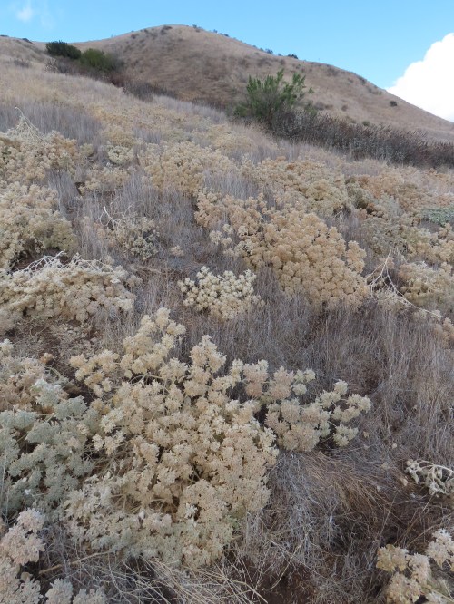 Pothole Trail Lake Piru Los Padres National Forest