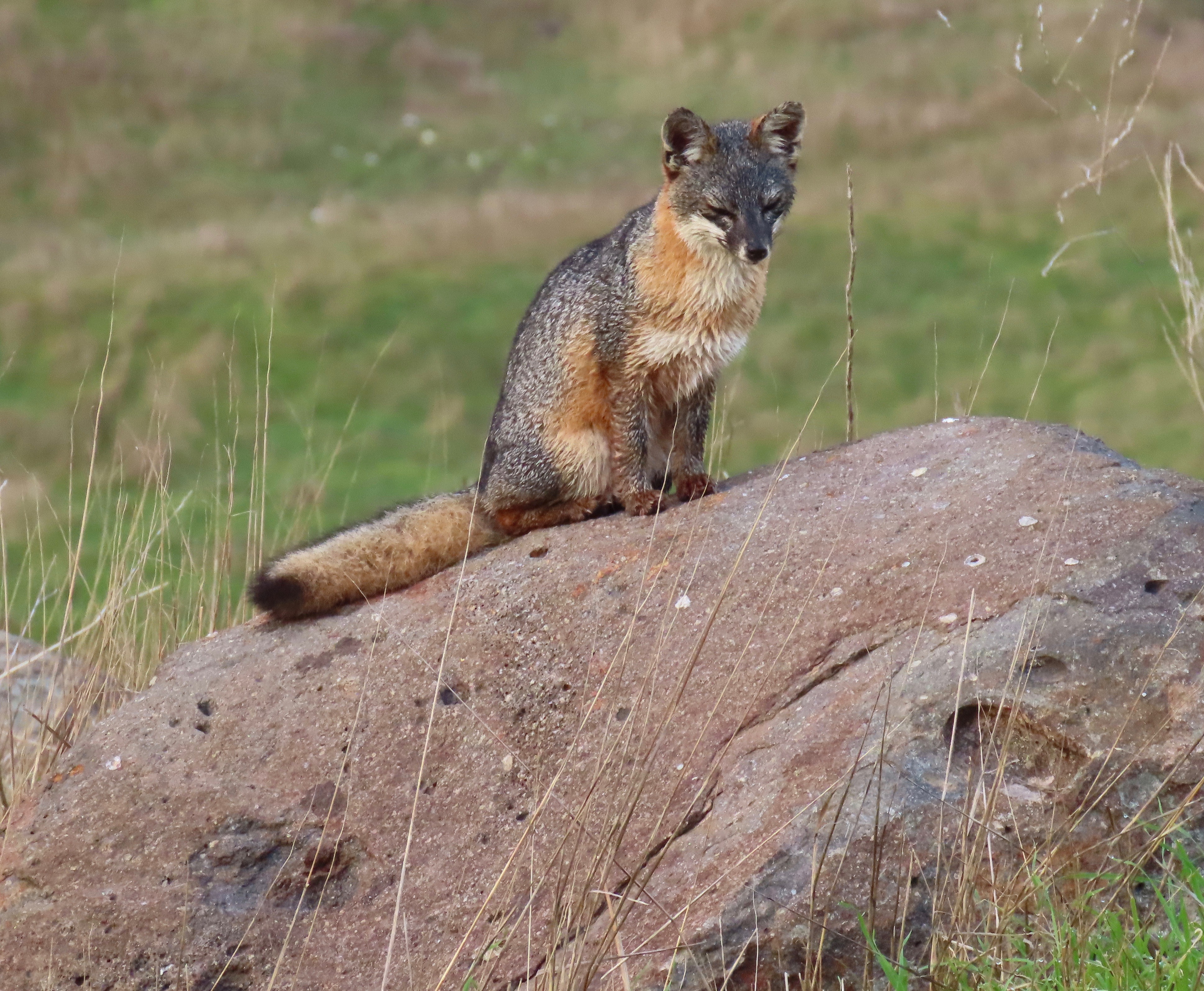 santa cruz island fox channel islands national park