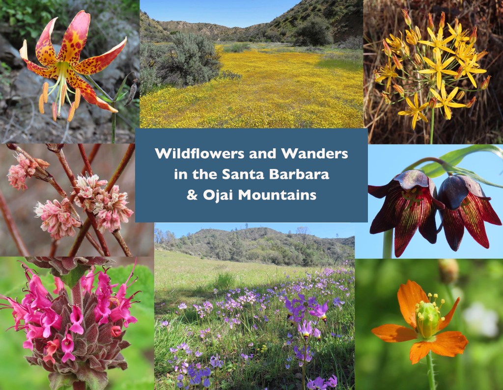 wildflowers los padres national forest santa barbara ojai mountains